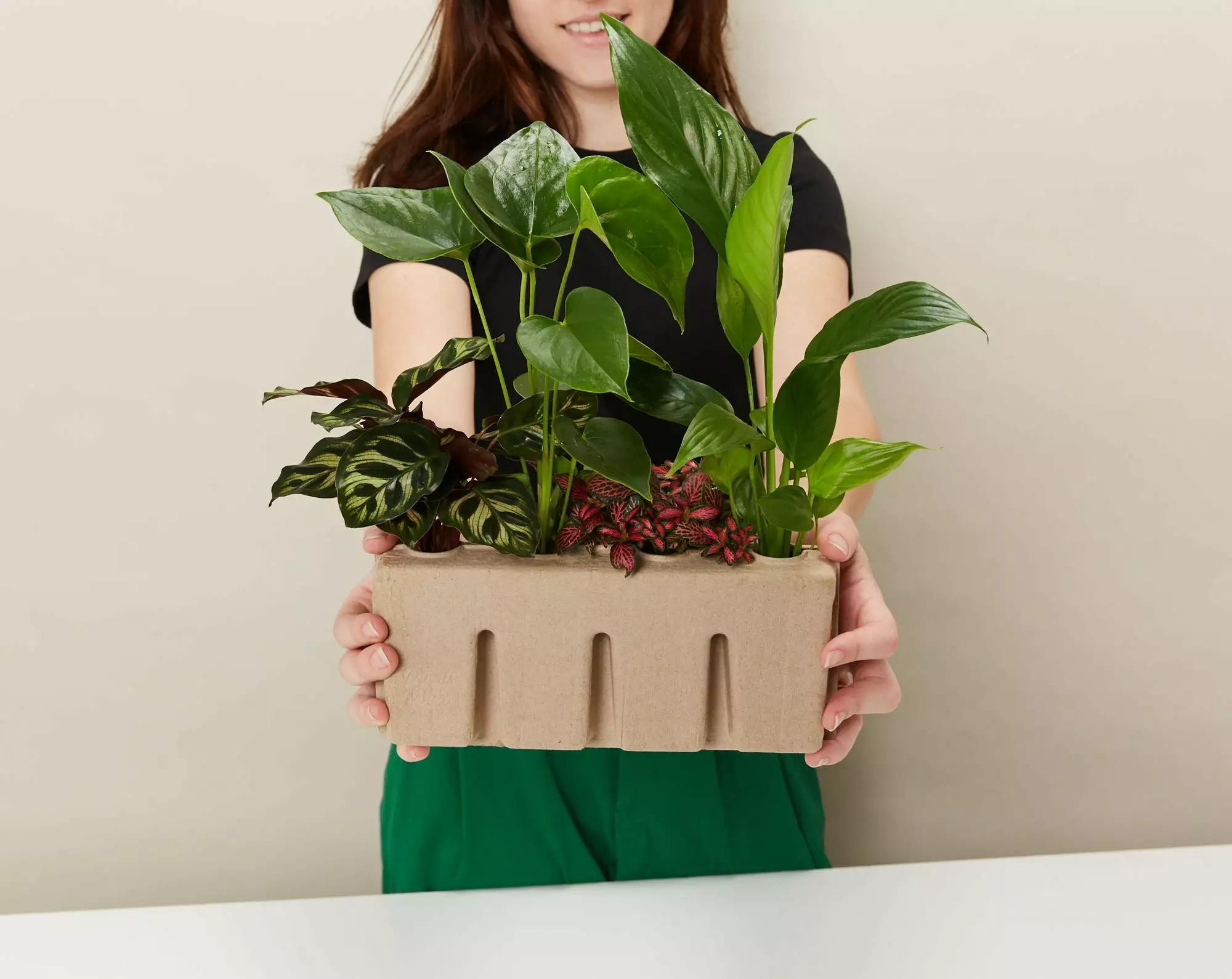 Plant-less Human Box - 8 Assorted Houseplants 8 Plant-less Human Box - 8 Assorted Houseplants - Image 6