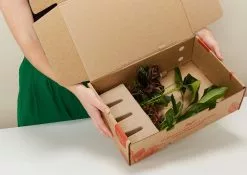 Plant-less Human Box - 8 Assorted Houseplants 27 Plant-less Human Box - 8 Assorted Houseplants -Plants in a Box Sales Shop PLANTINABOXTEST25833 7b8e666d 5c44 4568 abdc ec44a26ffb80