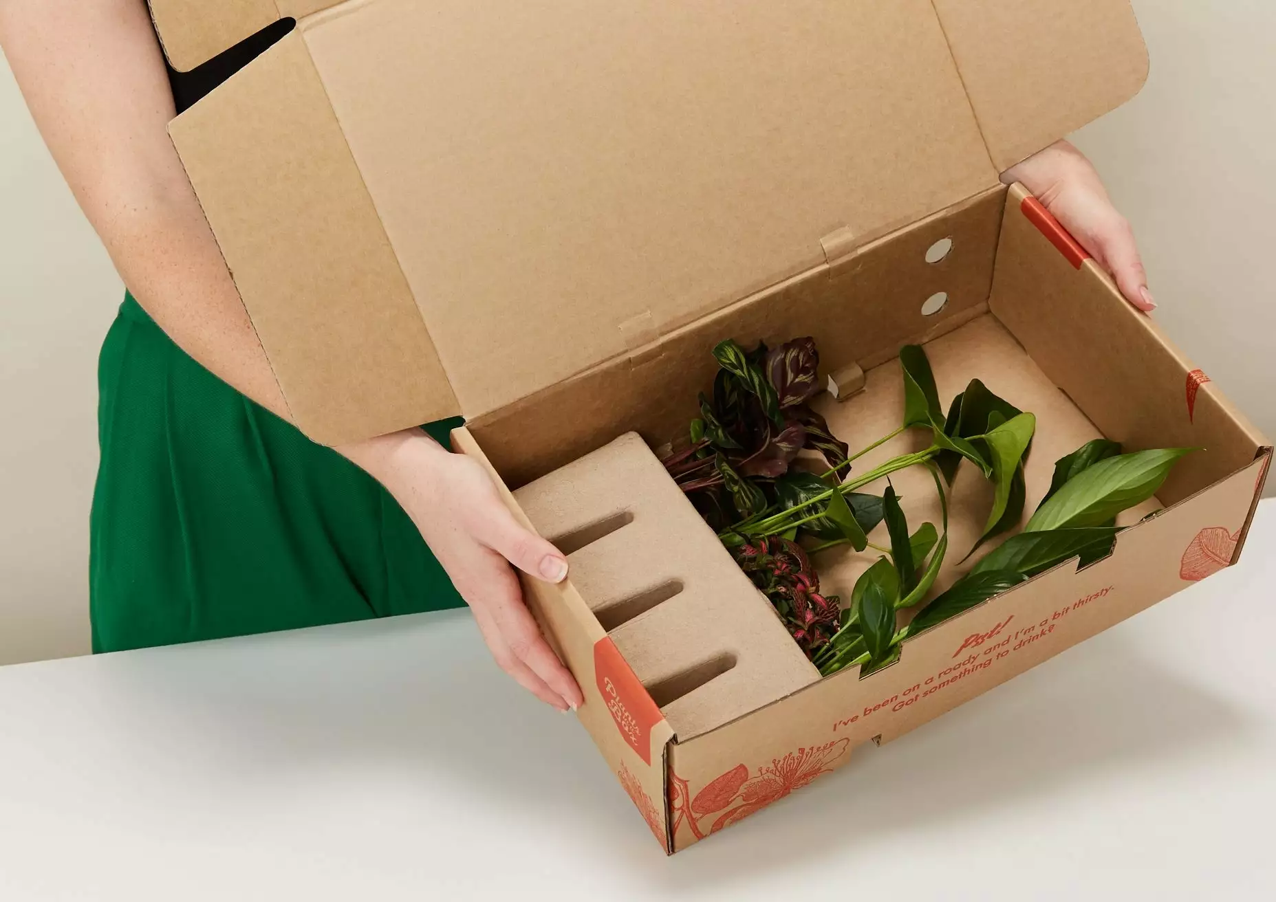 Plant-less Human Box - 8 Assorted Houseplants 15 Plant-less Human Box - 8 Assorted Houseplants - Image 13