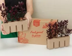 Alternanthera Dentata Little Rubyâ„¢