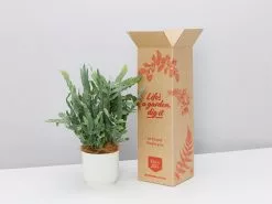 Elho Eco Friendly â™»ï¸Gift Box - Fern Varieties