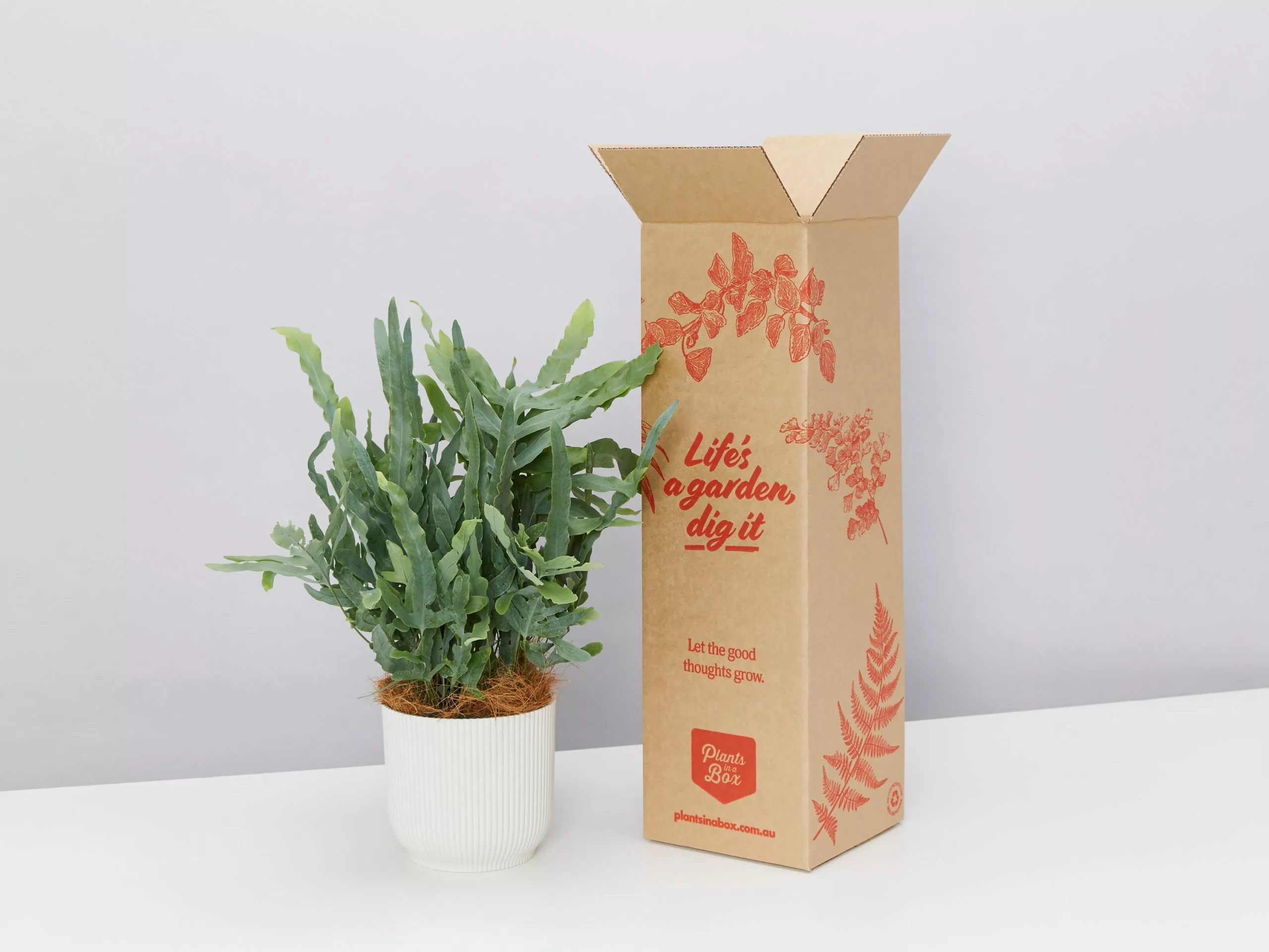 Elho Eco Friendly â™»ï¸Gift Box - Pick Your Own Houseplant 15 Elho Eco Friendly â™»ï¸Gift Box - Pick Your Own Houseplant - Image 13