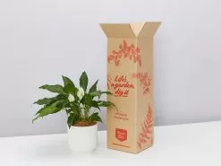 Elho Eco Friendly â™»ï¸Gift Box - Pick Your Own Houseplant 27 Elho Eco Friendly â™»ï¸Gift Box - Pick Your Own Houseplant -Plants in a Box Sales Shop PLANTINABOXTEST41102 f80e53e1 fd94 49ad a028 ff4176d01b84