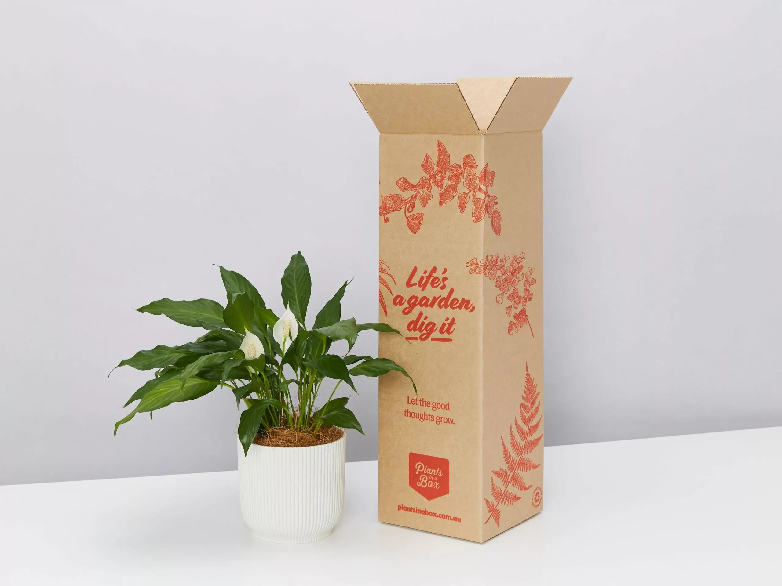 Elho Eco Friendly â™»ï¸Gift Box - Pick Your Own Houseplant 8 Elho Eco Friendly â™»ï¸Gift Box - Pick Your Own Houseplant - Image 6