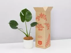 Elho Eco Friendly â™»ï¸ Gift Box - Monstera Deliciosa