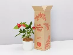 Elho Eco Friendly â™»ï¸Gift Box - Pick Your Own Houseplant 28 Elho Eco Friendly â™»ï¸Gift Box - Pick Your Own Houseplant -Plants in a Box Sales Shop PLANTINABOXTEST41106 558491f8 98ee 46a3 bd58 abb8badd7042