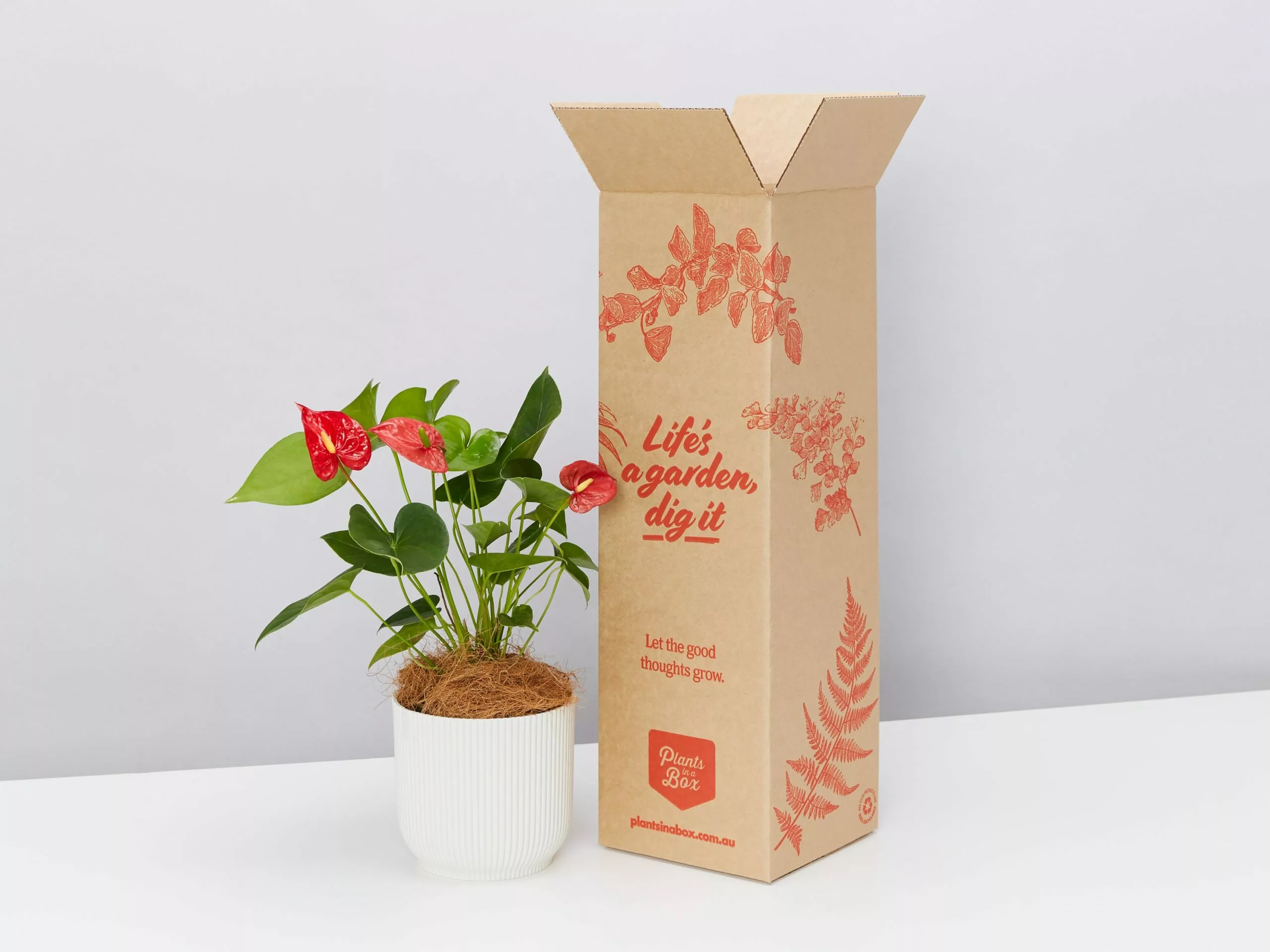 Elho Eco Friendly â™»ï¸Gift Box - Pick Your Own Houseplant 9 Elho Eco Friendly â™»ï¸Gift Box - Pick Your Own Houseplant - Image 7