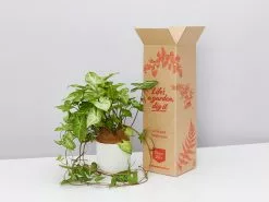 Elho Eco Friendly â™»ï¸Gift Box - Syngonium White Butterfly