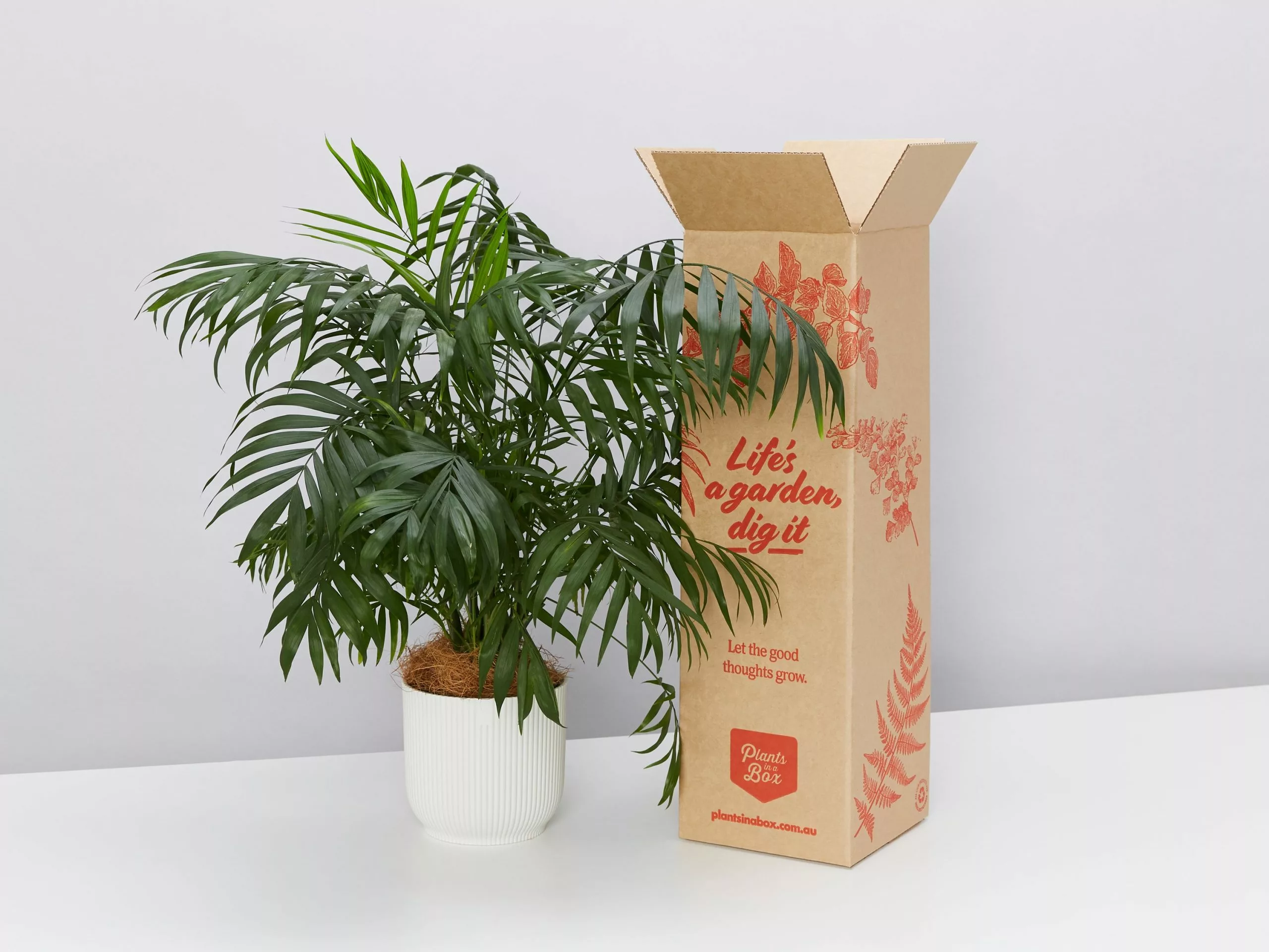 Elho Eco Friendly â™»ï¸Gift Box - Pick Your Own Houseplant 10 Elho Eco Friendly â™»ï¸Gift Box - Pick Your Own Houseplant - Image 8