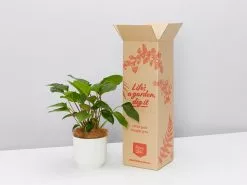 Elho Eco Friendly â™»ï¸Gift Box - Homalomena 'Emerald Gem'