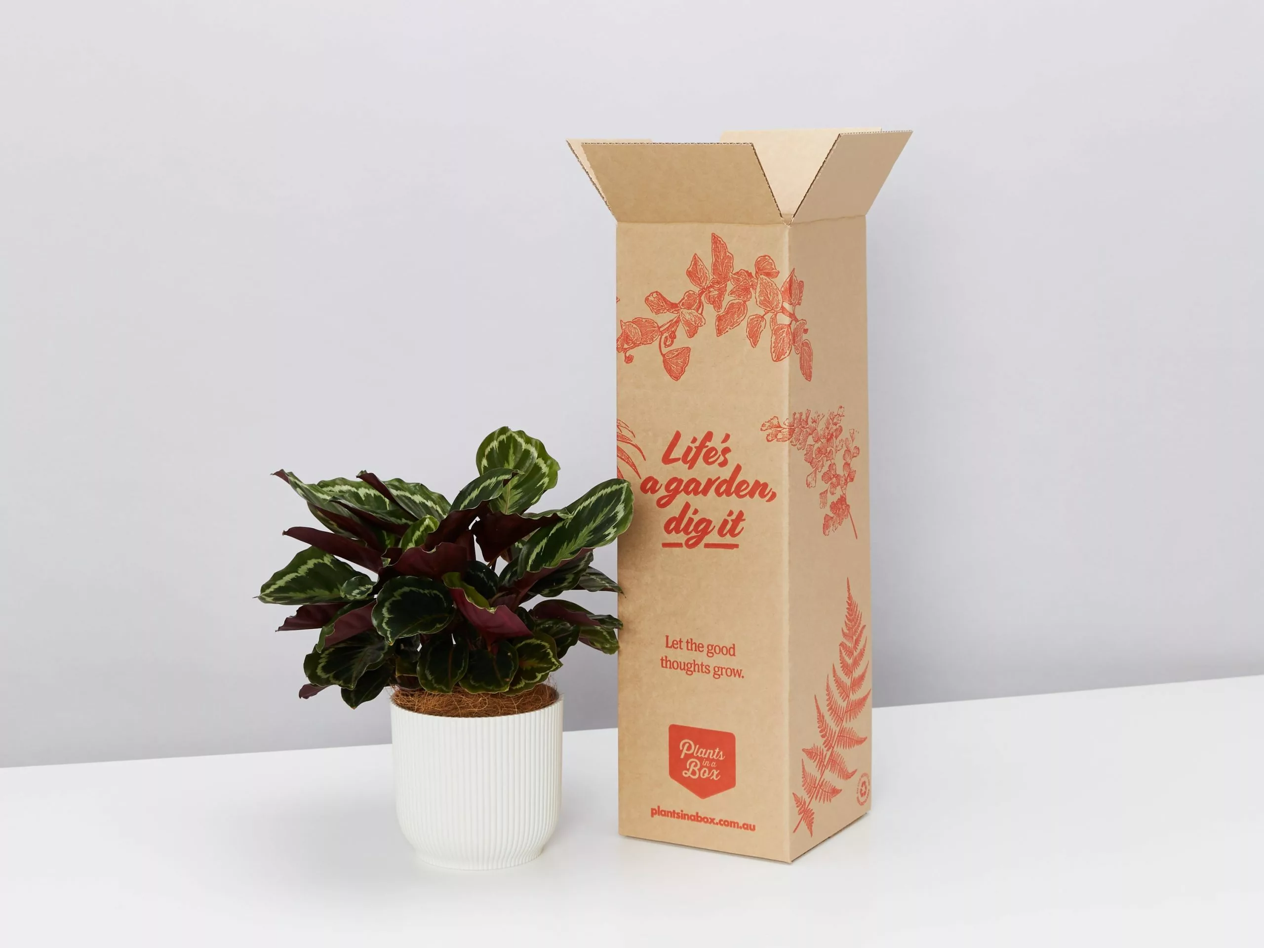 Elho Eco Friendly â™»ï¸Gift Box - Pick Your Own Houseplant 12 Elho Eco Friendly â™»ï¸Gift Box - Pick Your Own Houseplant - Image 10