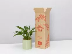 Potted Peace Lily - In Sage Vessel