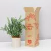 Potted Blue Star Fern Gift Box - In Oatmeal Vessel -Plants in a Box Sales Shop PLANTINABOXTEST41119 e36b499a fbdb 479e af56 823ccf6f3e2b