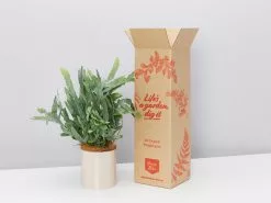 Potted Blue Star Fern Gift Box - In Oatmeal Vessel