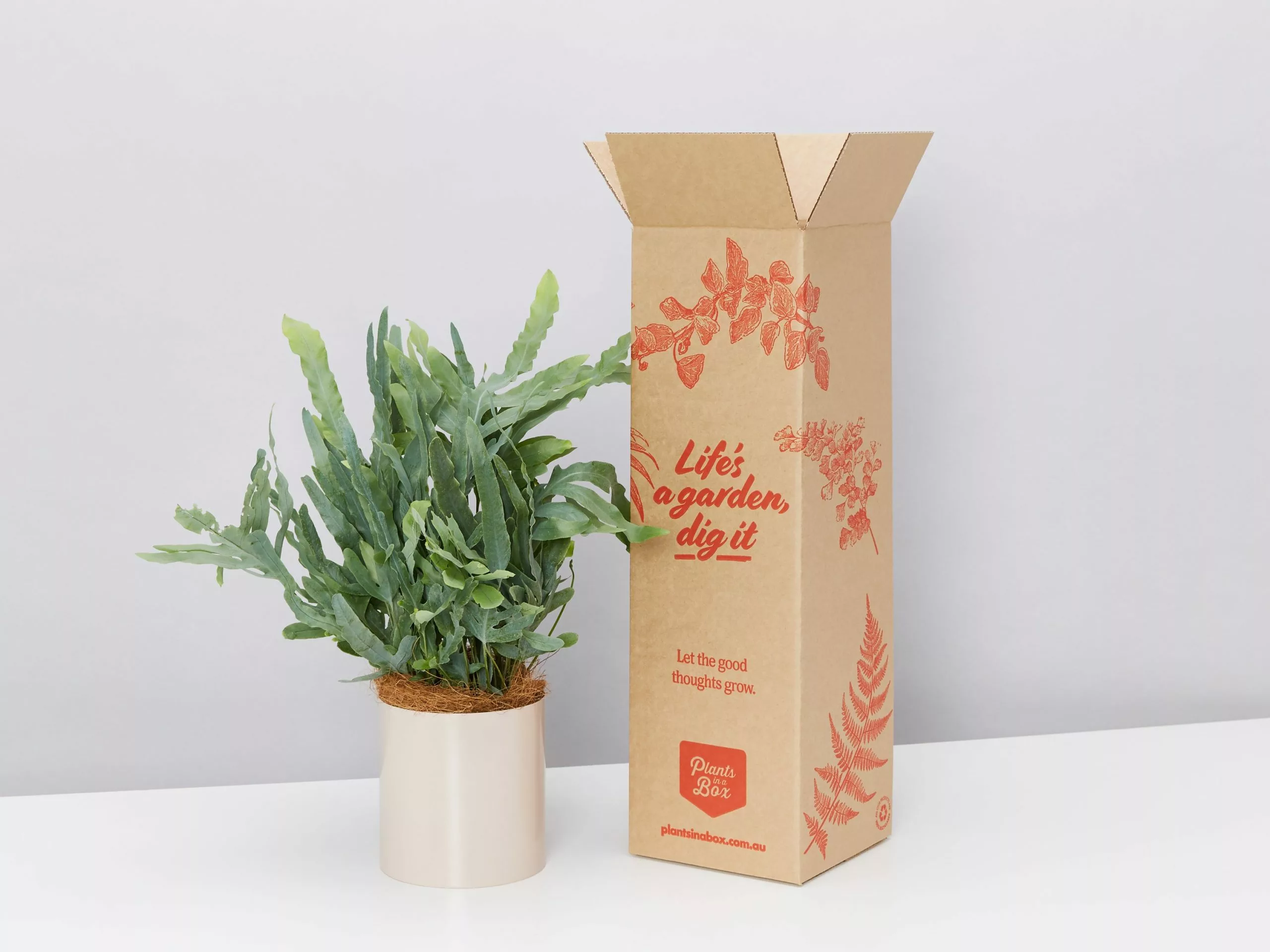 Potted Blue Star Fern Gift Box - In Oatmeal Vessel 3 Potted Blue Star Fern Gift Box - In Oatmeal Vessel