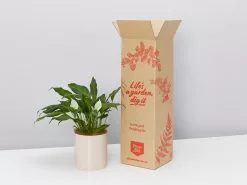 Potted Peace Lily - In Oatmeal Vessel