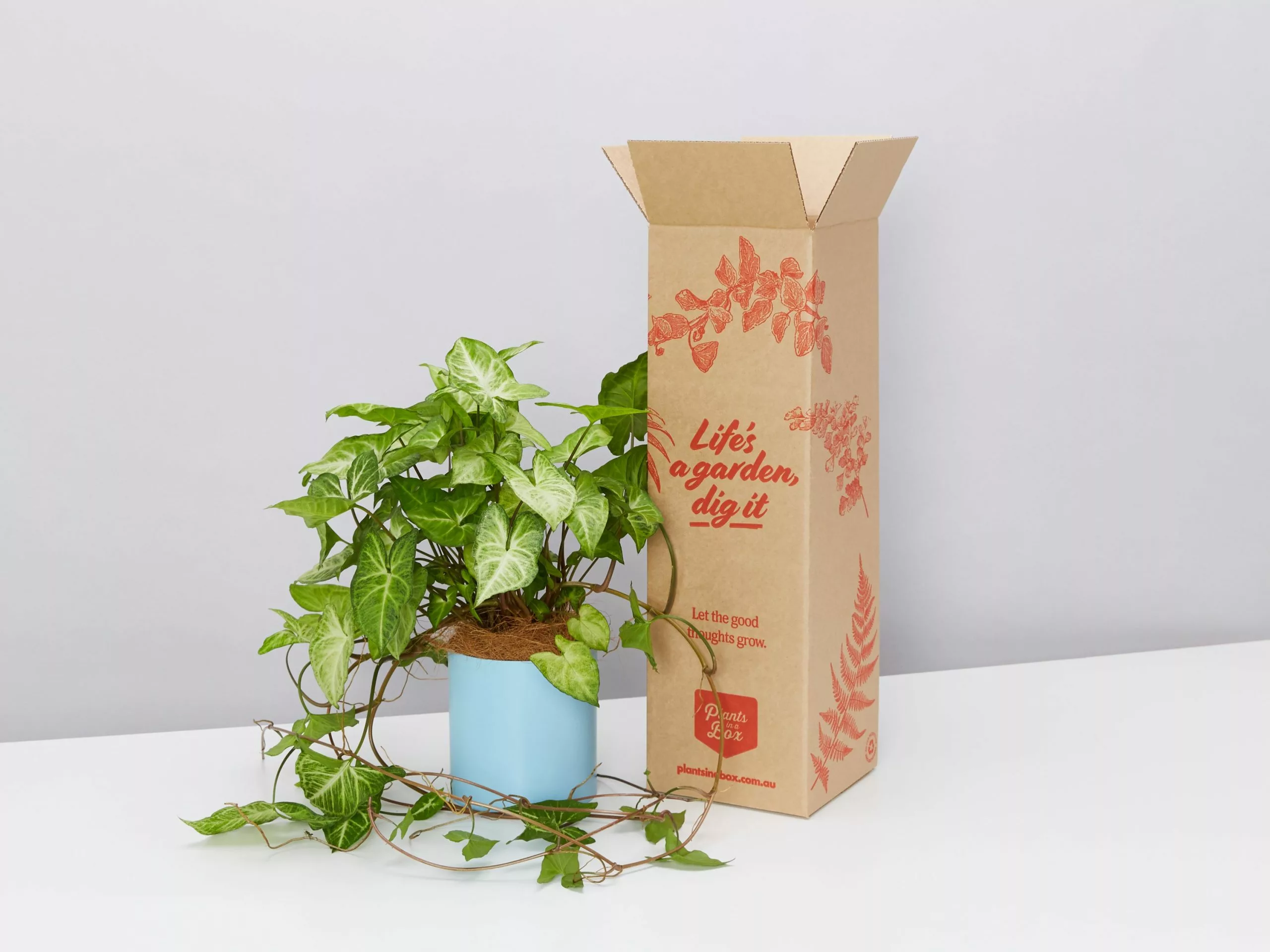 Potted Syngonium White Butterfly - In Sky Blue Vessel 3 Potted Syngonium White Butterfly - In Sky Blue Vessel