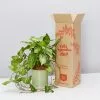 Potted Houseplant Varieties - In Sage Vessel -Plants in a Box Sales Shop PLANTINABOXTEST41125