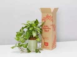 Potted Houseplant Varieties - In Sage Vessel