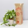 Potted Houseplant Varieties - In Oatmeal Vessel -Plants in a Box Sales Shop PLANTINABOXTEST41126