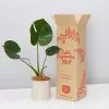 Potted Monstera Deliciosa Gift Box - In Oatmeal Vessel