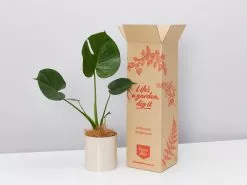 Potted Monstera Deliciosa Gift Box - In Oatmeal Vessel