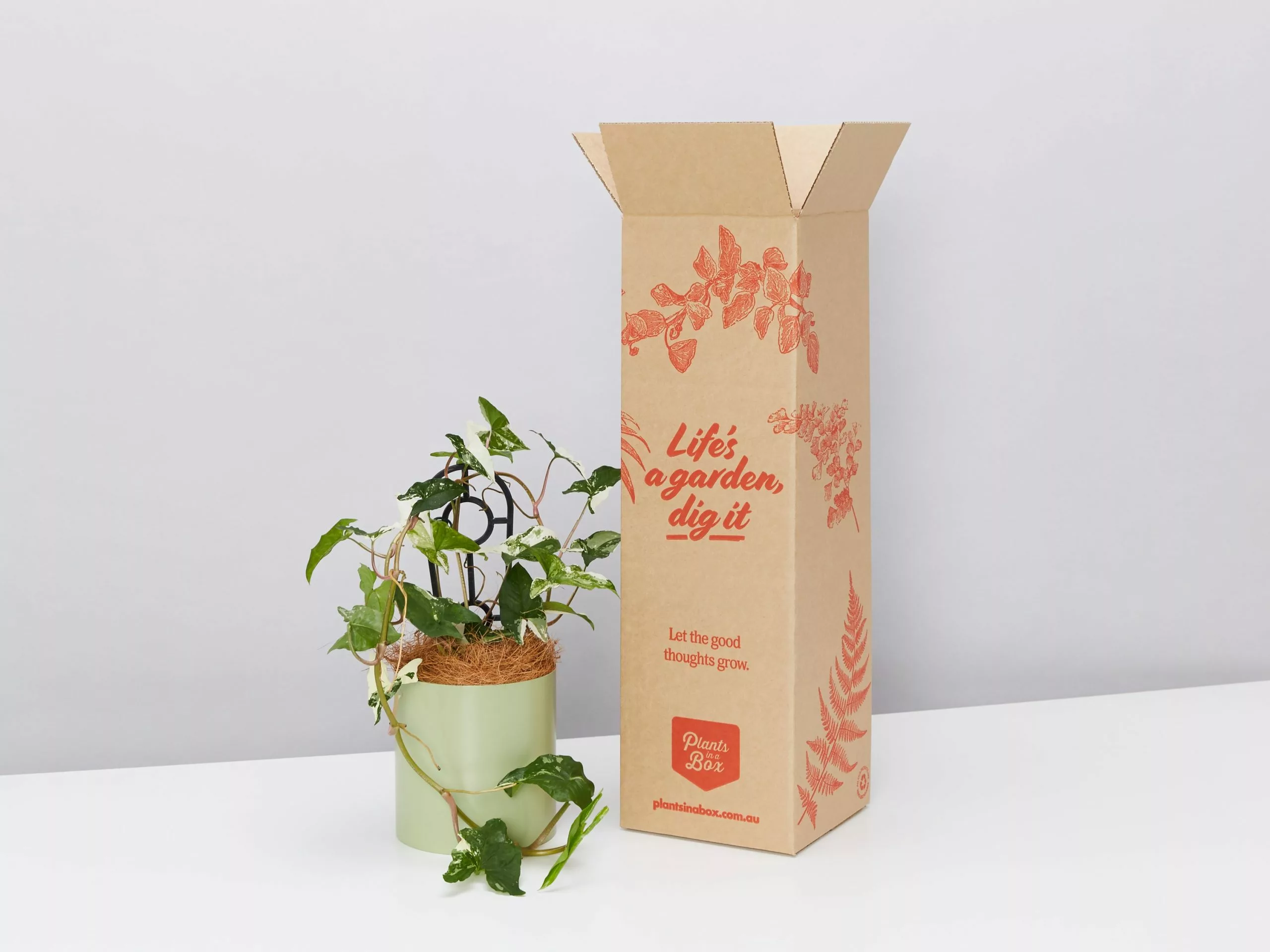 Potted Syngonium Fantasy - In Sage Vessel 3 Potted Syngonium Fantasy - In Sage Vessel