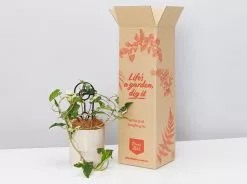 Potted Houseplant Varieties - In Oatmeal Vessel -Plants in a Box Sales Shop PLANTINABOXTEST41132 0561abdf eb6b 4864 8571 88c7de3a06a0