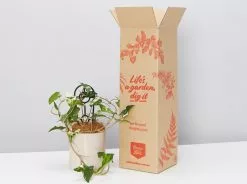 Potted Syngonium Fantasy Gift Box - In Oatmeal Vessel