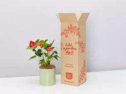 Potted Anthurium - In Sage Vessel