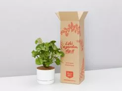 Syngonium Roxana - Pink Vein - Pot + Plant + Soil