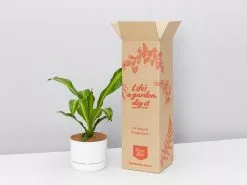 Dracaena Burley - Pot + Plant + Soil
