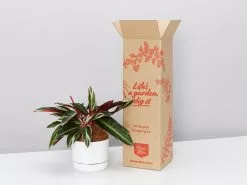 The Pet Friendly Gift Box - Pot + Plant + Soil