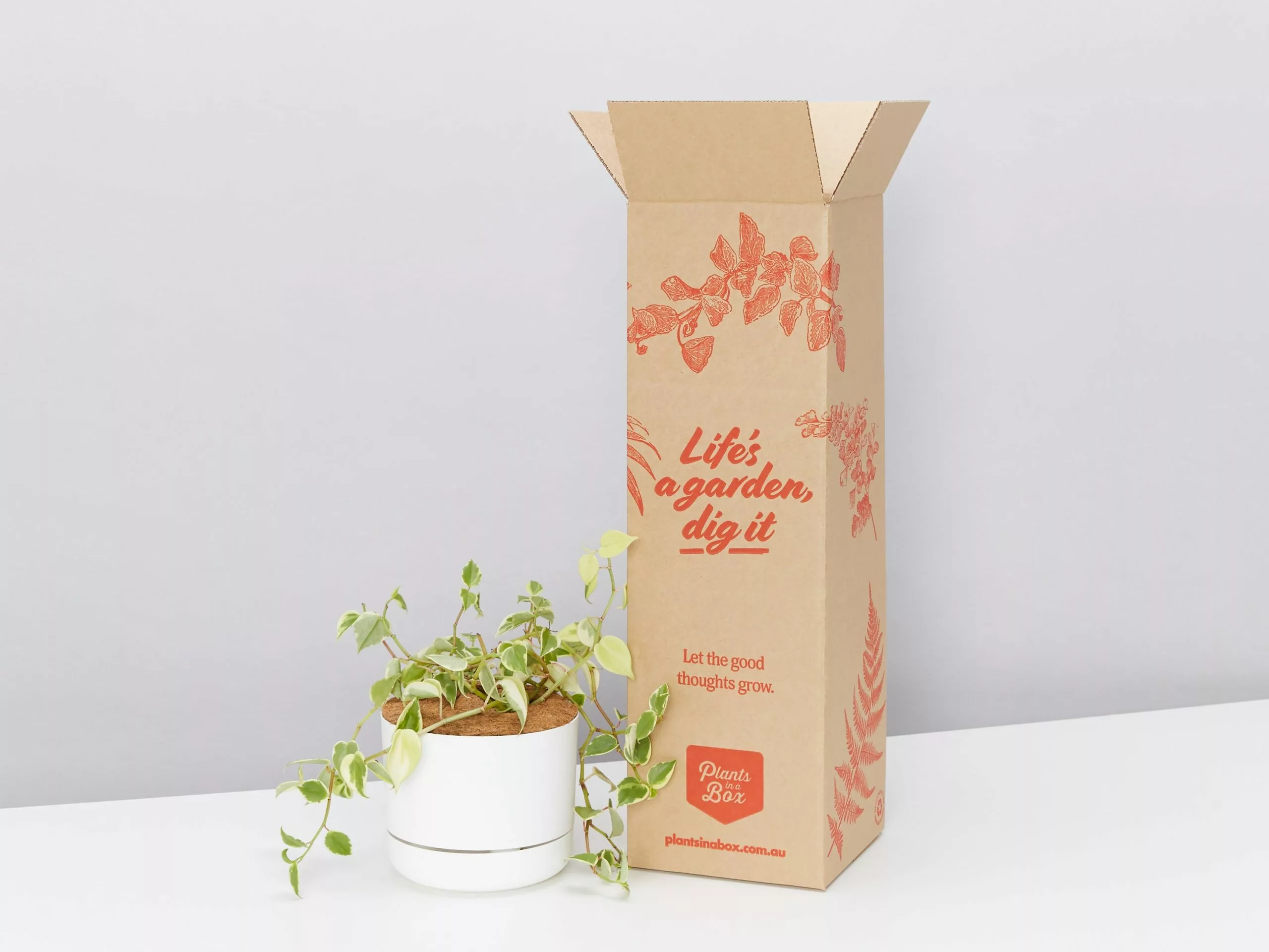 Cupid Peperomia Variegated - Pot + Plant + Soil 3 Cupid Peperomia Variegated - Pot + Plant + Soil