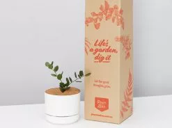 Silver Dollar Vine - Pot + Plant + Soil