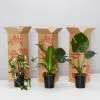 Living Room Plant Box - XLarge -Plants in a Box Sales Shop PLANTINABOXTEST41153