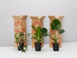 Living Room Plant Box - XLarge
