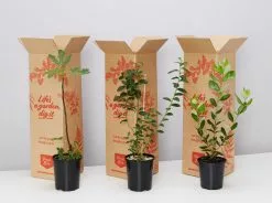 The Edible 🫠Plant Box - Large