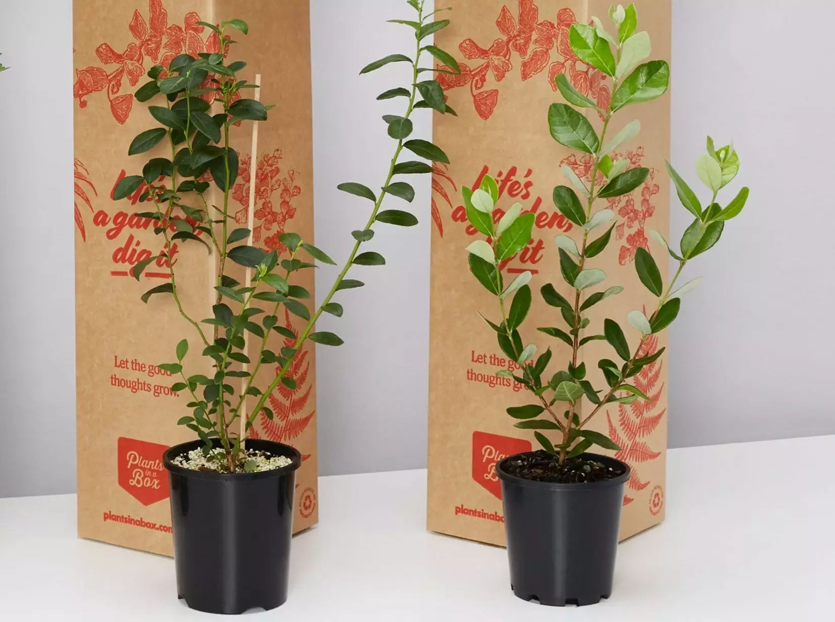 The Fruit Tree 🫠Box - Large 3 The Fruit Tree 🫠Box - Large