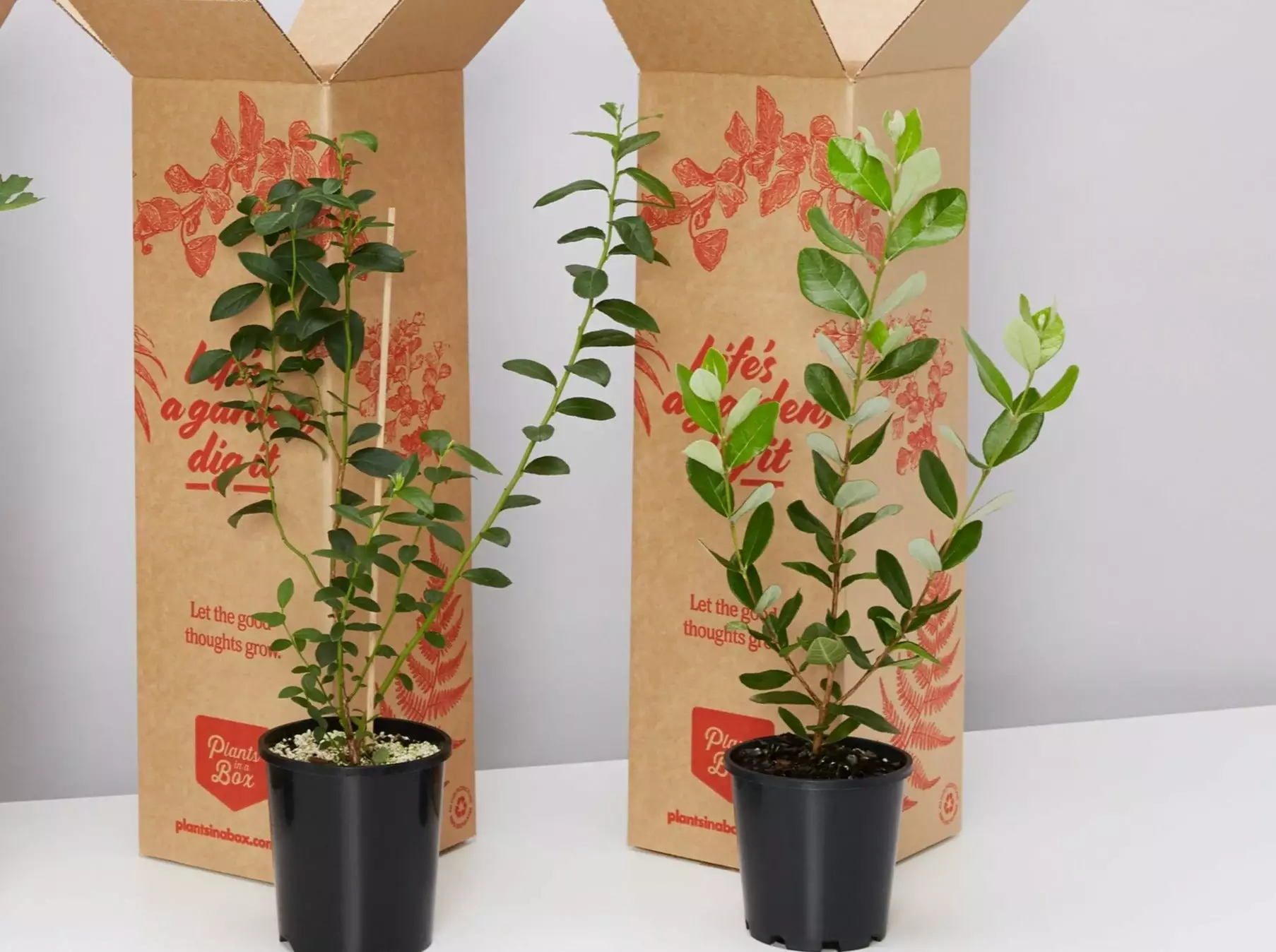 The Fruit Tree 🫠Box - Large 7 The Fruit Tree 🫠Box - Large - Image 5