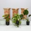 3 Plants & 3 Self-Watering Pot Set 250mm Fog - Large