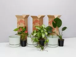3 Plants & 3 Self-Watering Pot Set 250mm Fog - Large