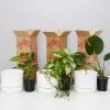 3 Plants & 3 Self-Watering Pot Set 250mm White - Large -Plants in a Box Sales Shop PLANTINABOXTEST41162 d95a3c8c e1b2 498b 9f7a c60090dbd139