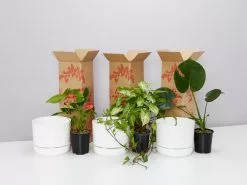 3 Plants & 3 Self-Watering Pot Set 250mm White - Large