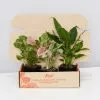 Assorted Box Of Indoor Plants - Large -Plants in a Box Sales Shop PLANT IN A BOX TEST12139 1