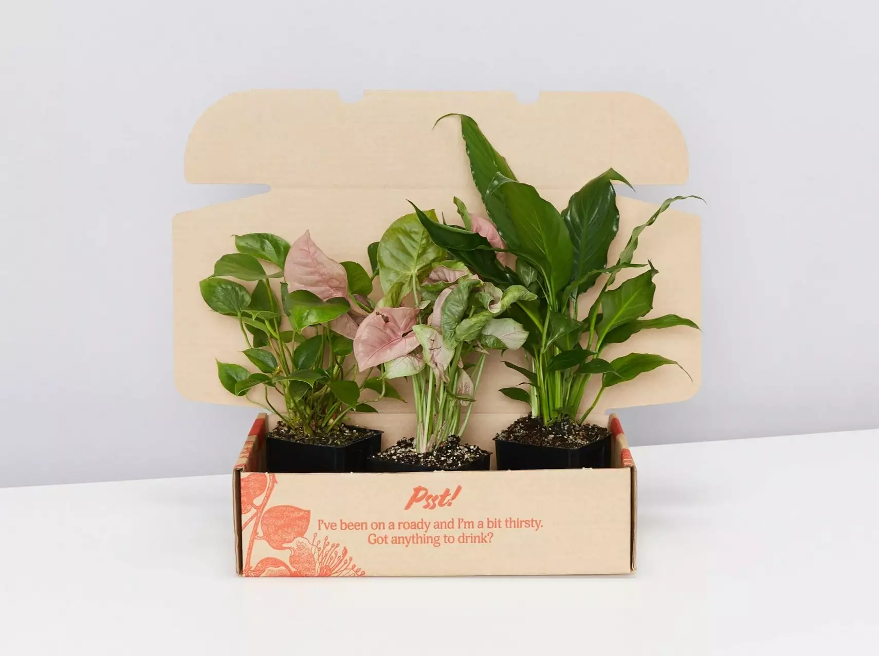 Assorted Box Of Indoor Plants - Large 3 Assorted Box Of Indoor Plants - Large