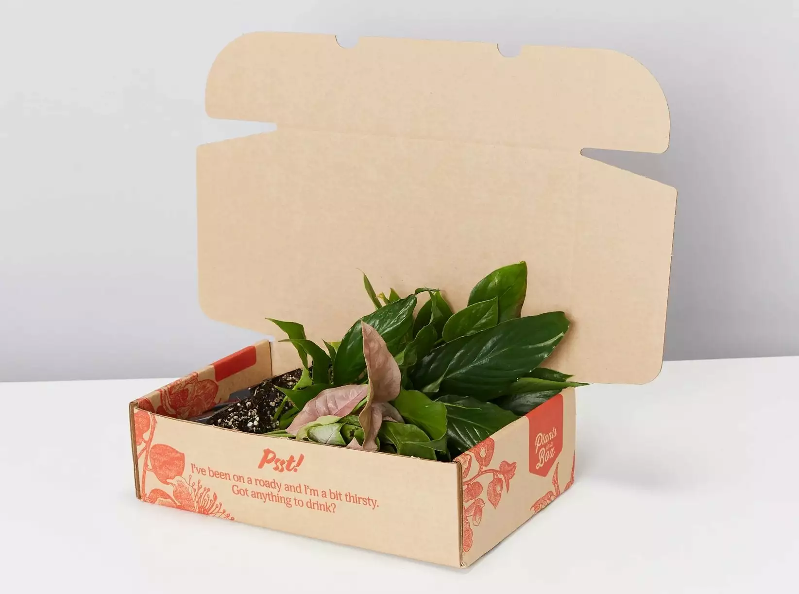 Assorted Box Of Indoor Plants - Large 4 Assorted Box Of Indoor Plants - Large - Image 2