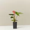 Anthurium Bugatti Royale -Plants in a Box Sales Shop PLANT IN A BOX TEST7609 4882dabc 7835 41df 9a00 bc228ecf5e6a