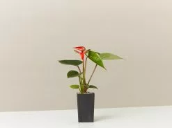 Anthurium Bugatti Royale