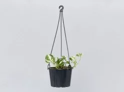 Pothos Snow Queen - Pot + Plant + Soil -Plants in a Box Sales Shop PLANT IN A BOX TEST8302